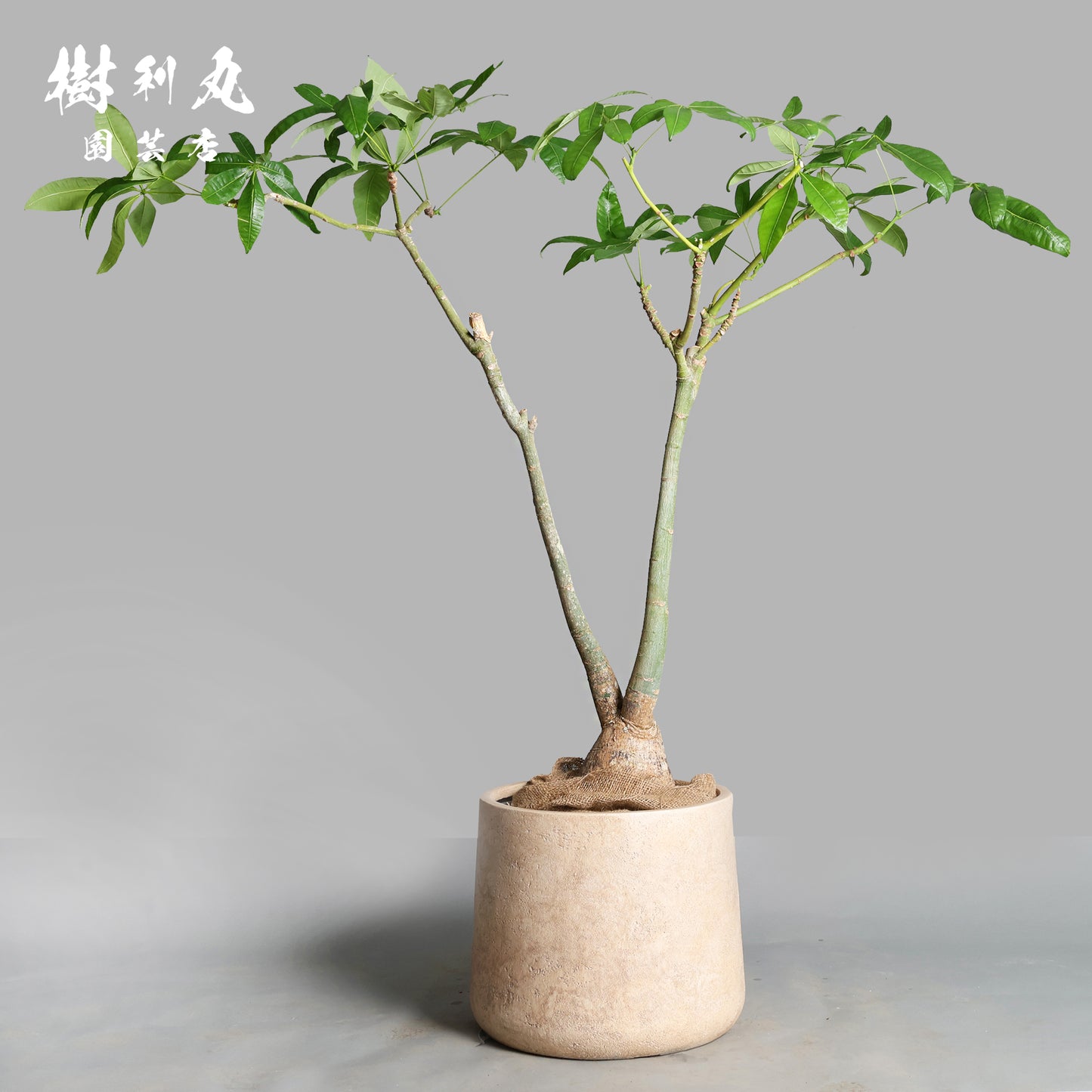 余力が未来を支える - パキラ