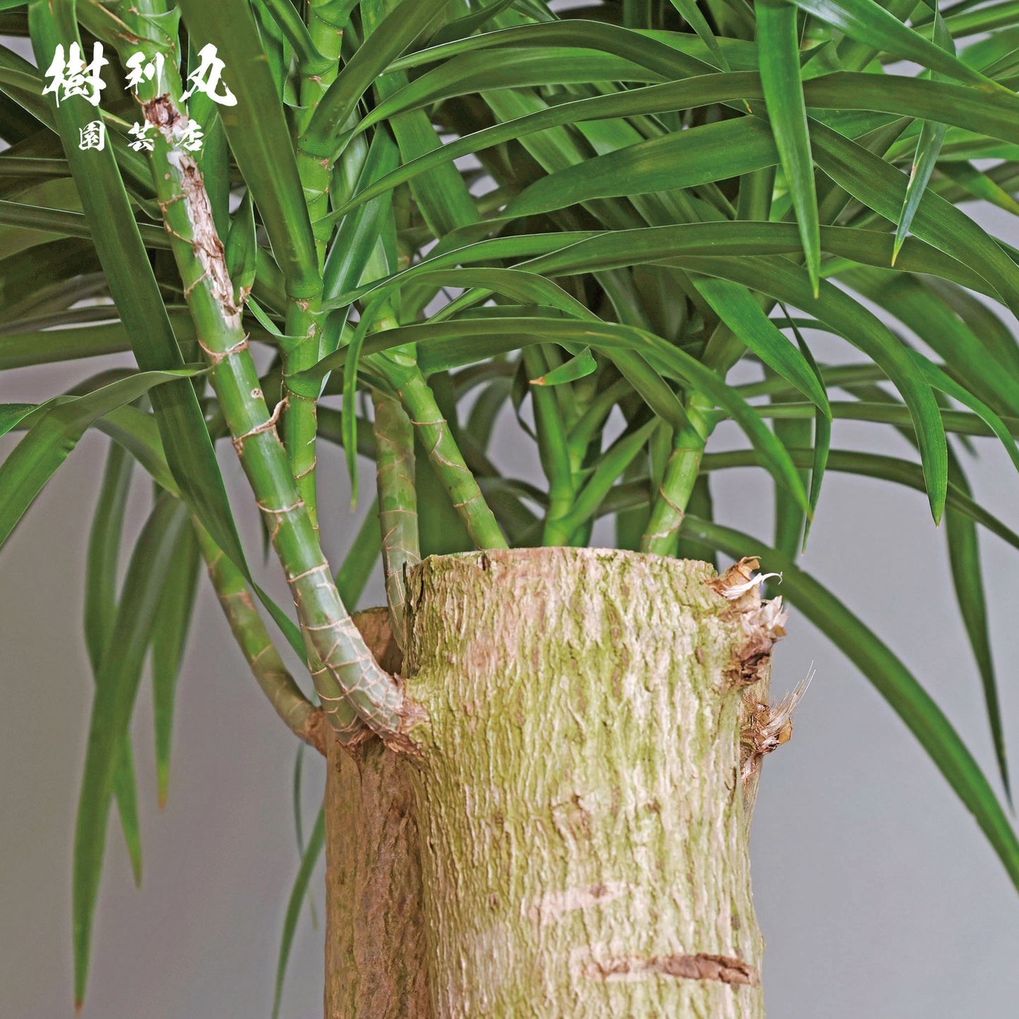 己のかたちで、立てばいい - ドラセナ