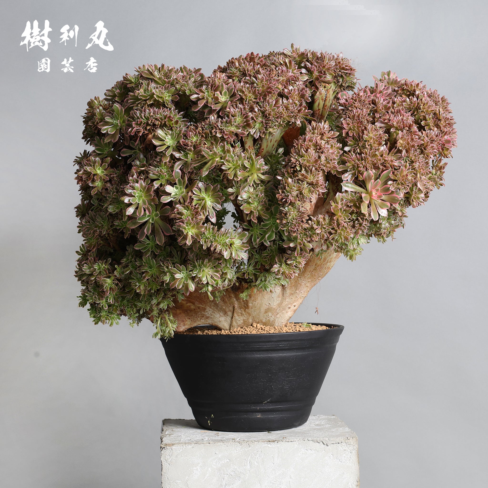 交わるほど、豊かになる - アエオニウム綴化｜商品｜ 樹利丸 園芸店
