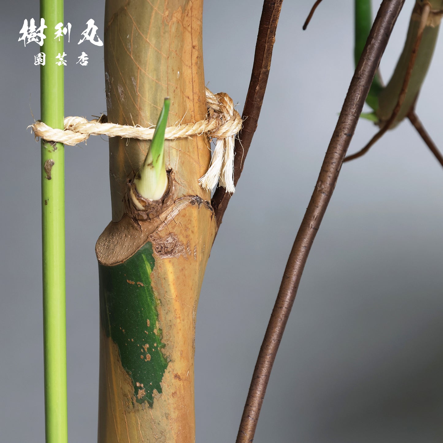 どこまでも、折れぬ青葉の意志 - ポトス