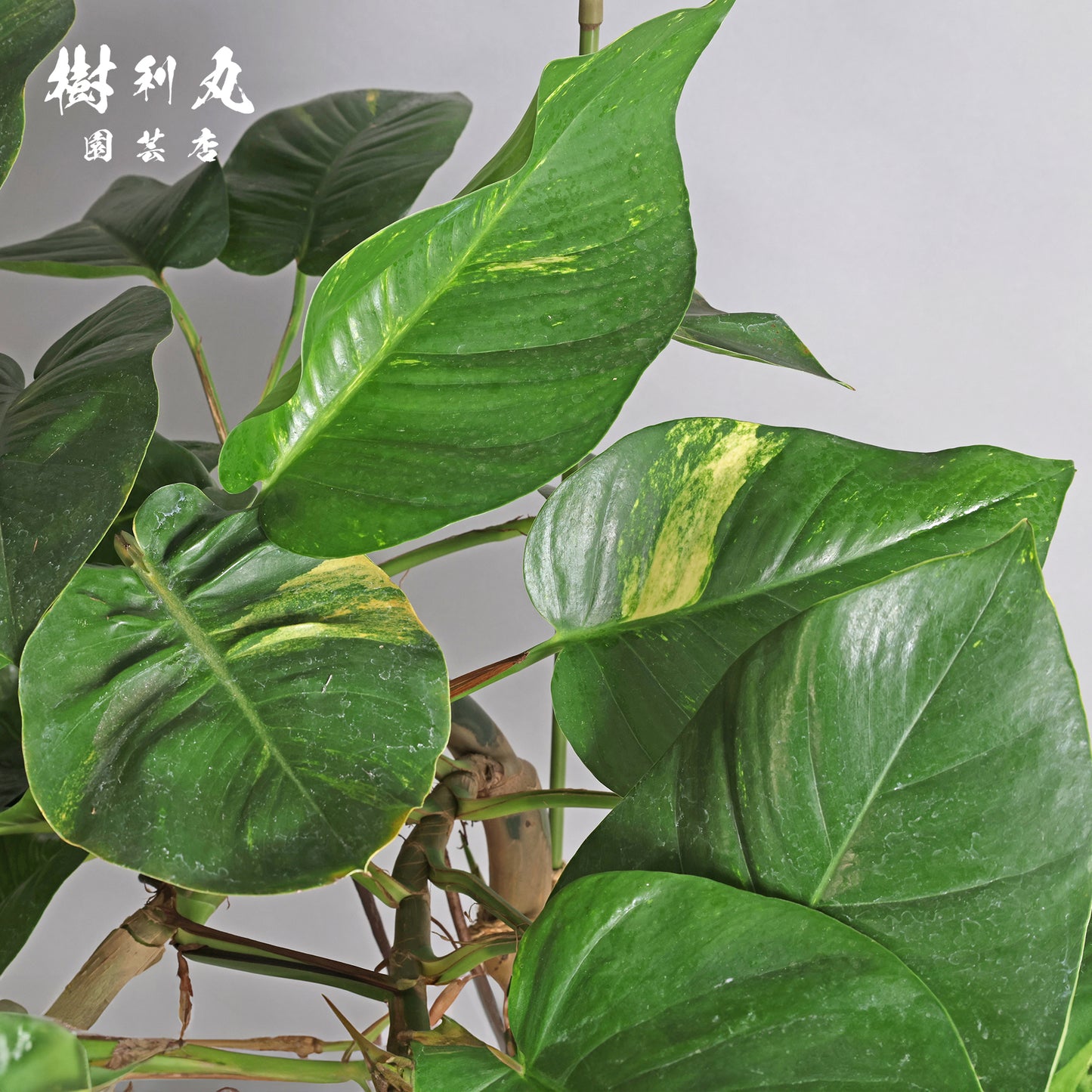 どこまでも、折れぬ青葉の意志 - ポトス