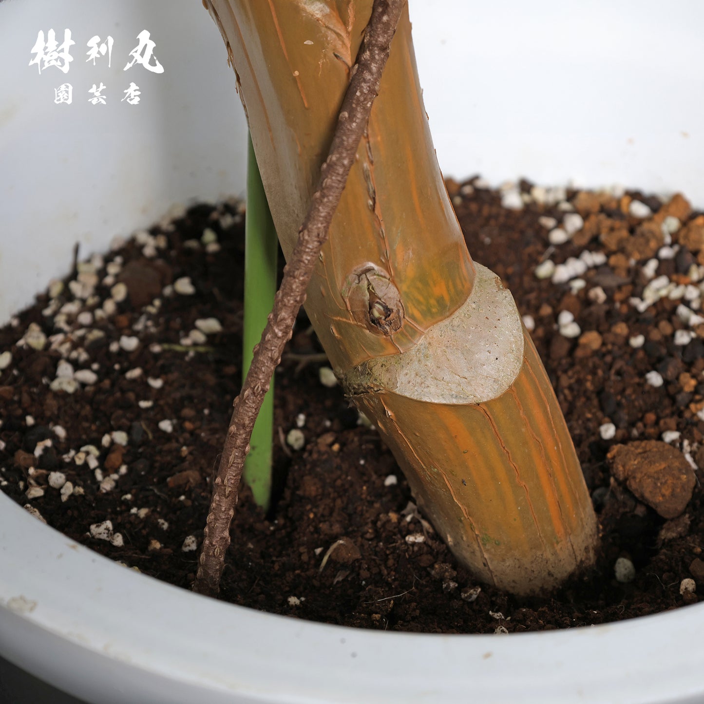 どこまでも、折れぬ青葉の意志 - ポトス
