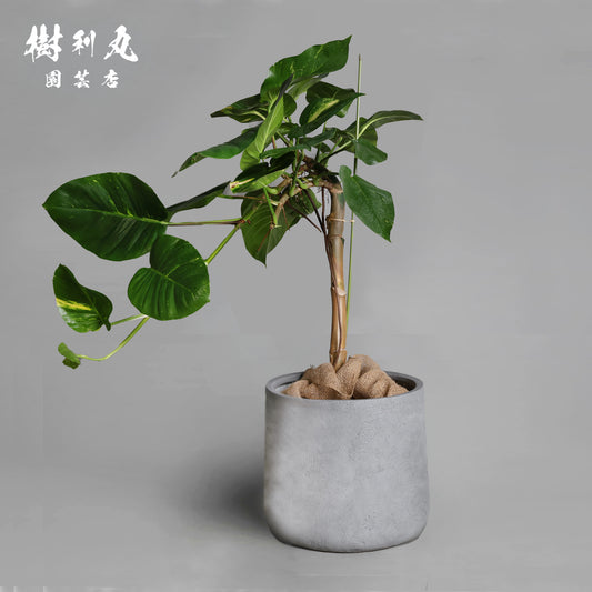どこまでも、折れぬ青葉の意志 - ポトス