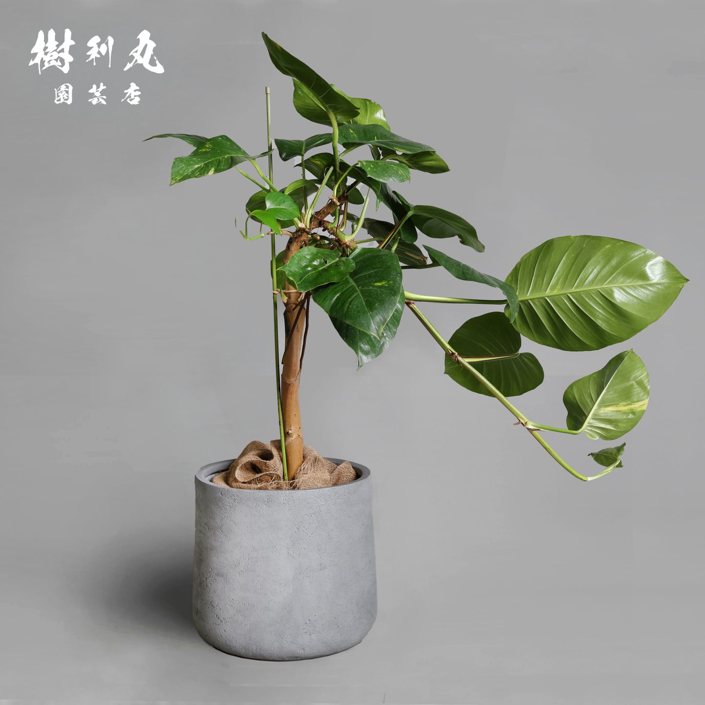 どこまでも、折れぬ青葉の意志 - ポトス