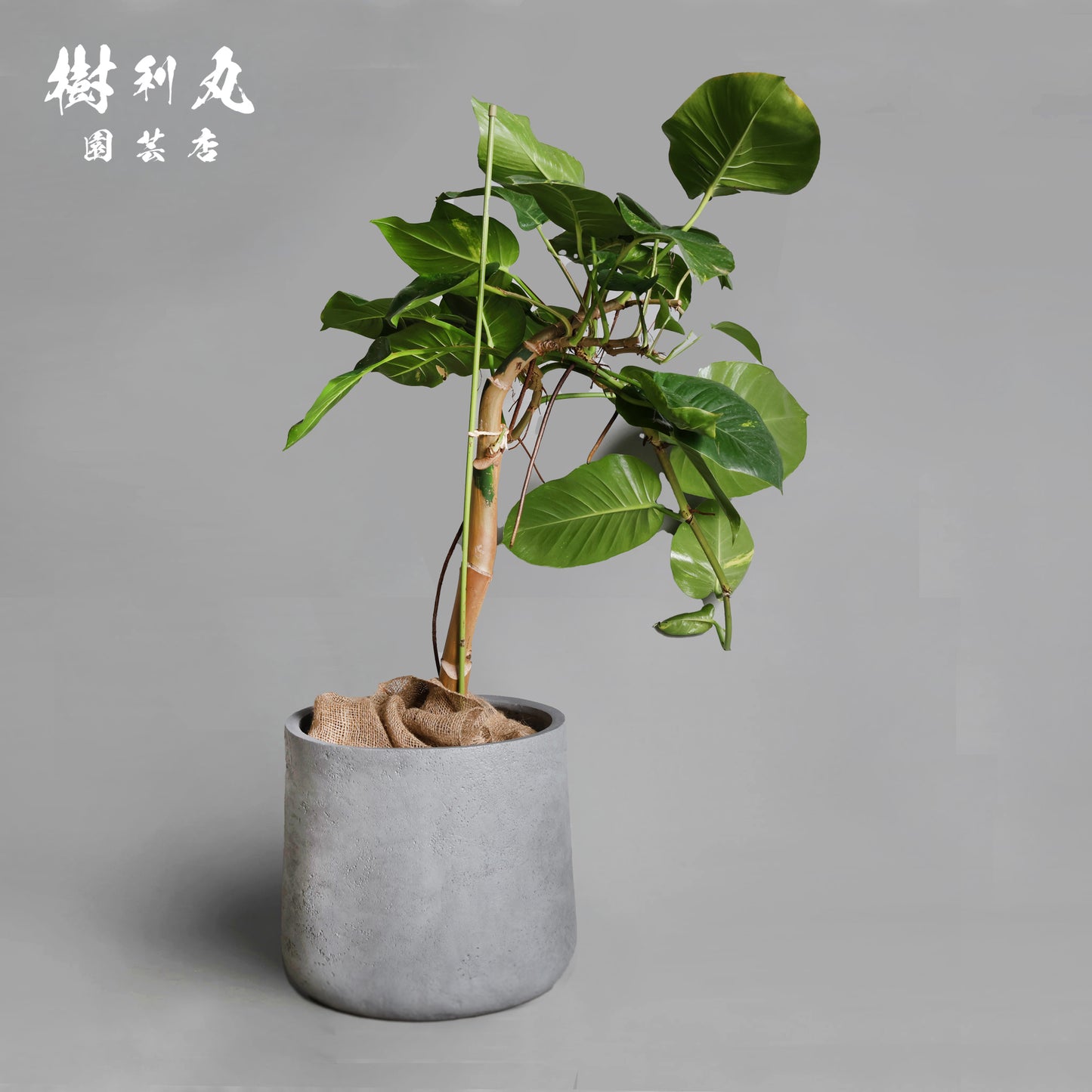 どこまでも、折れぬ青葉の意志 - ポトス