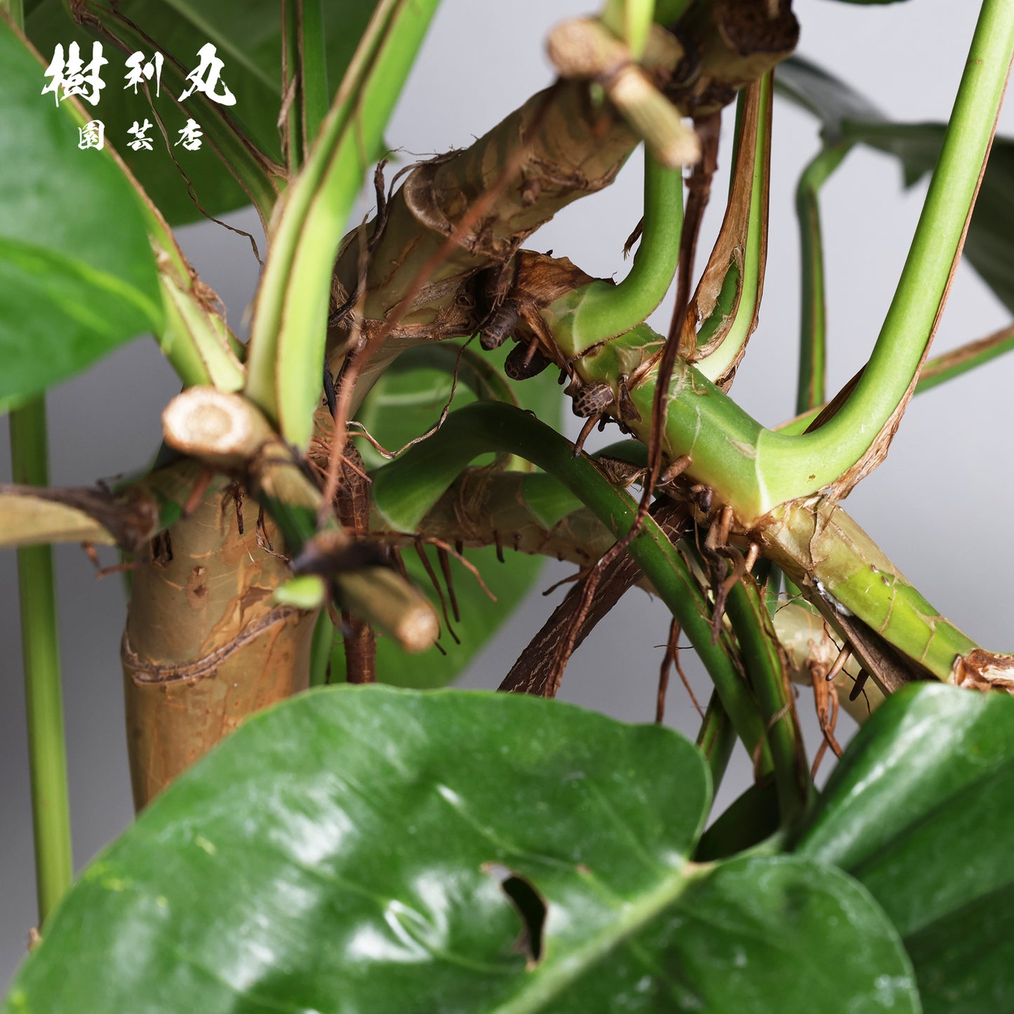 どこまでも、折れぬ青葉の意志 - ポトス