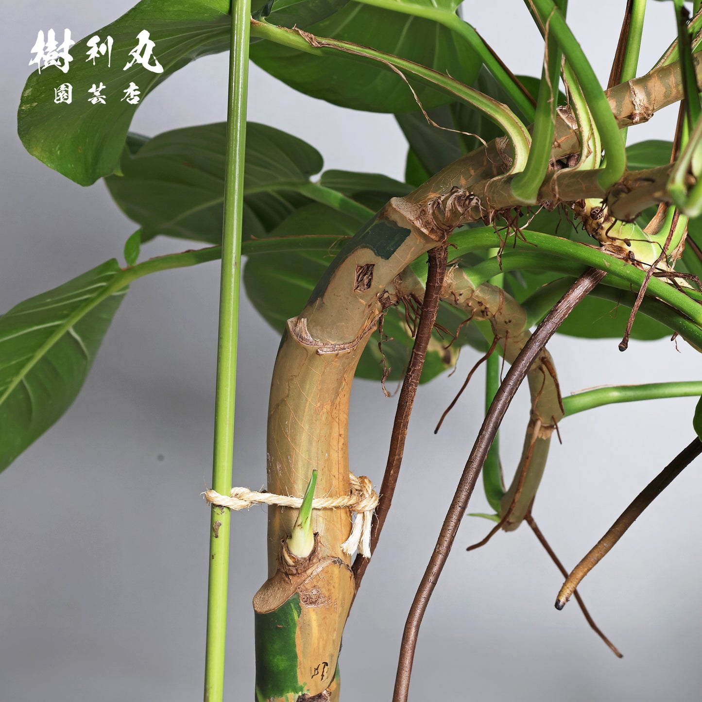 どこまでも、折れぬ青葉の意志 - ポトス