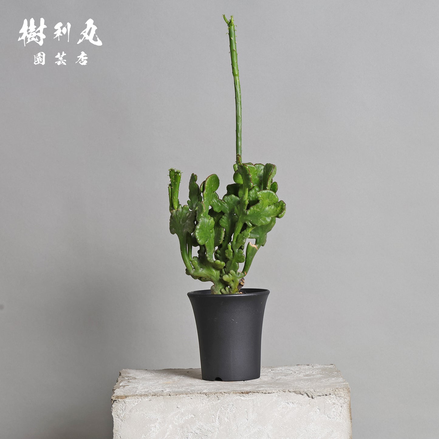柔軟なるは一本の芯 - ユーフォルビア・オンコクラータ