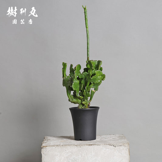 柔軟なるは一本の芯 - ユーフォルビア・オンコクラータ