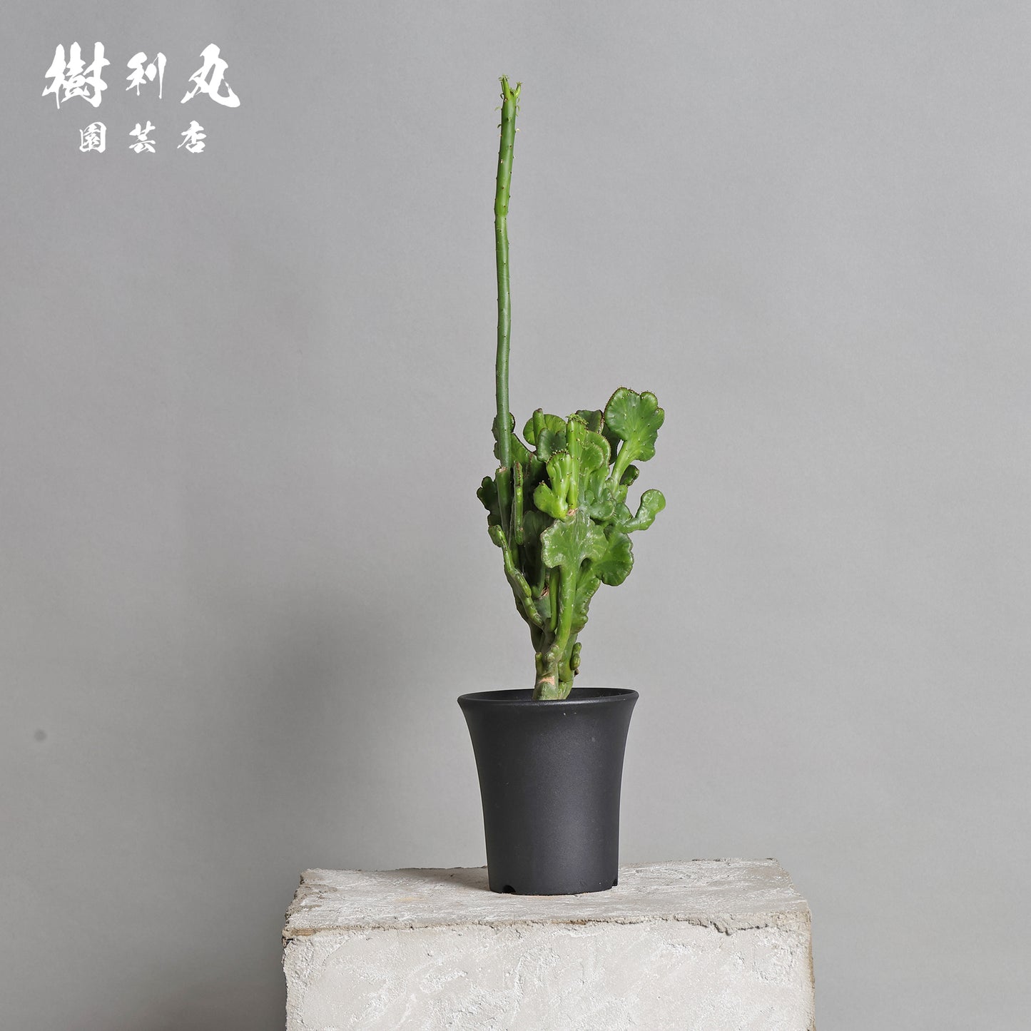 柔軟なるは一本の芯 - ユーフォルビア・オンコクラータ