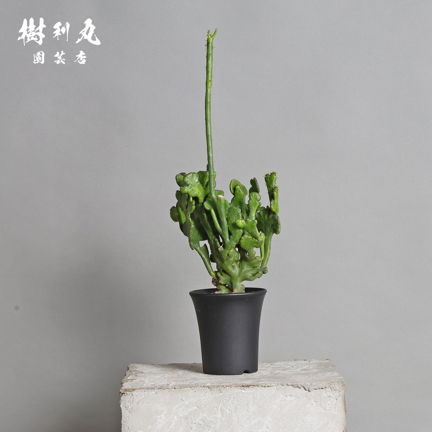 柔軟なるは一本の芯 - ユーフォルビア・オンコクラータ