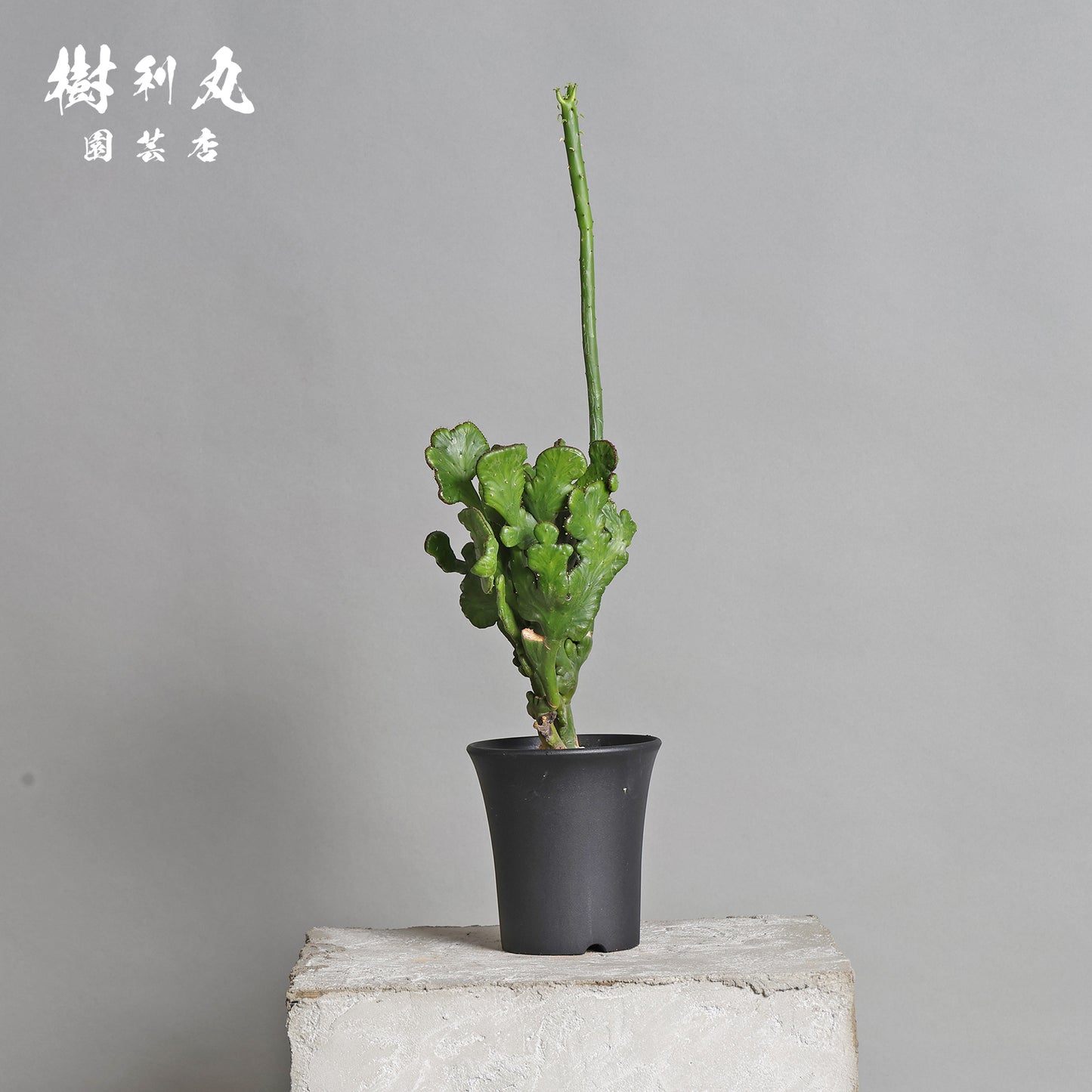 柔軟なるは一本の芯 - ユーフォルビア・オンコクラータ