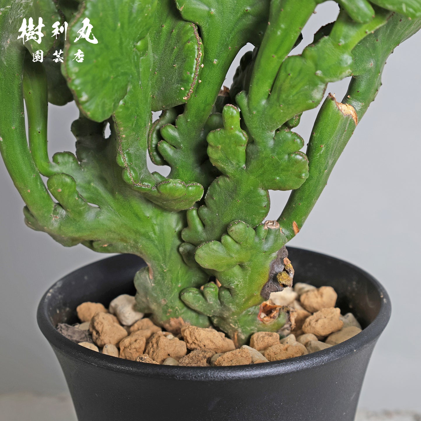 柔軟なるは一本の芯 - ユーフォルビア・オンコクラータ