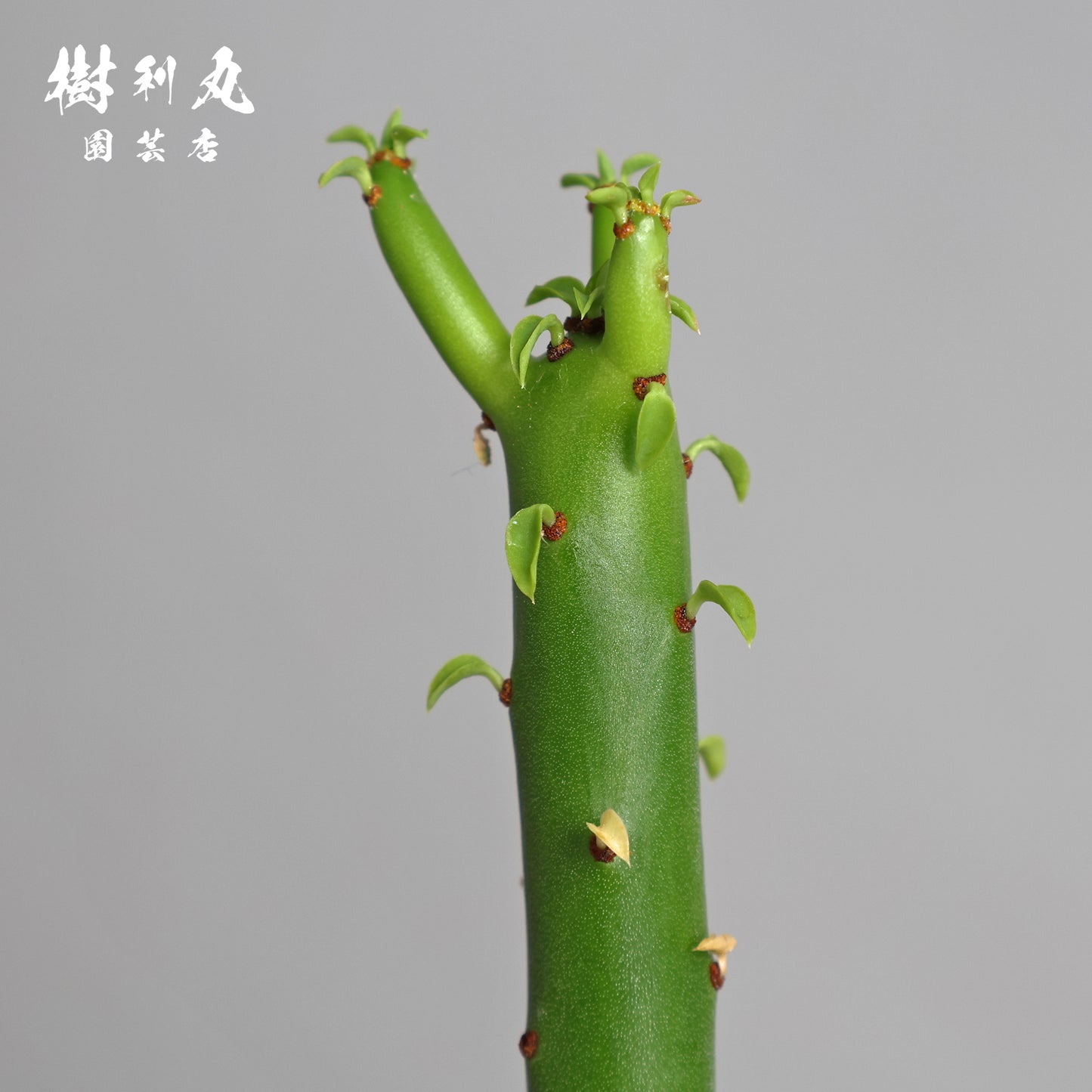 柔軟なるは一本の芯 - ユーフォルビア・オンコクラータ