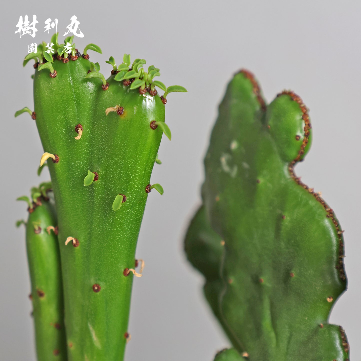 柔軟なるは一本の芯 - ユーフォルビア・オンコクラータ