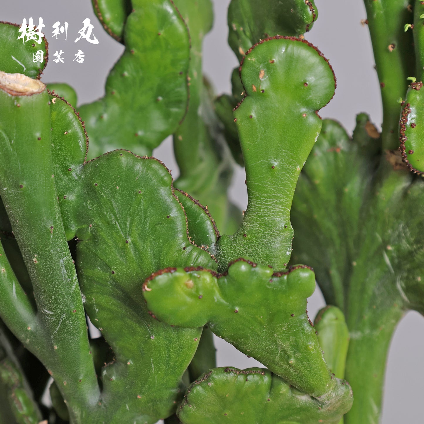 柔軟なるは一本の芯 - ユーフォルビア・オンコクラータ