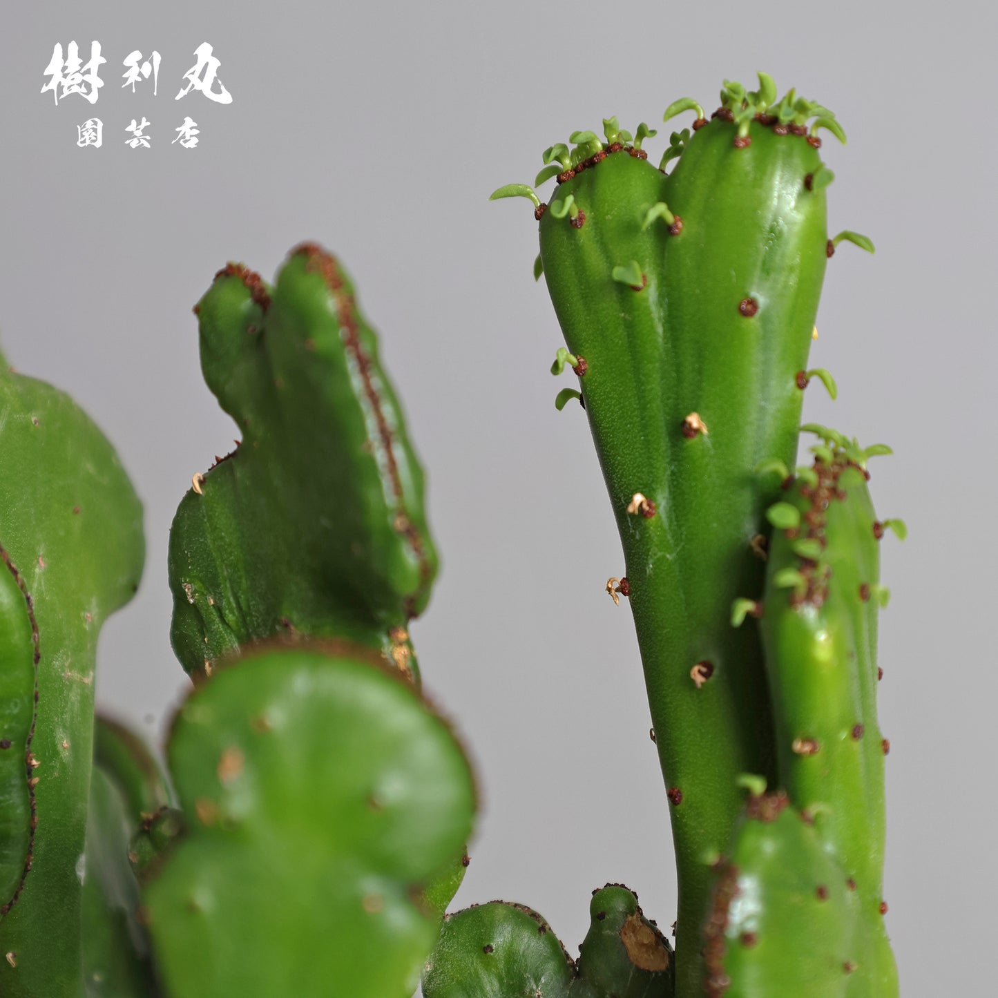 柔軟なるは一本の芯 - ユーフォルビア・オンコクラータ