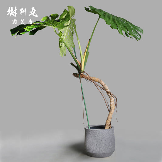 うねる幹、異端の葉- モンステラ