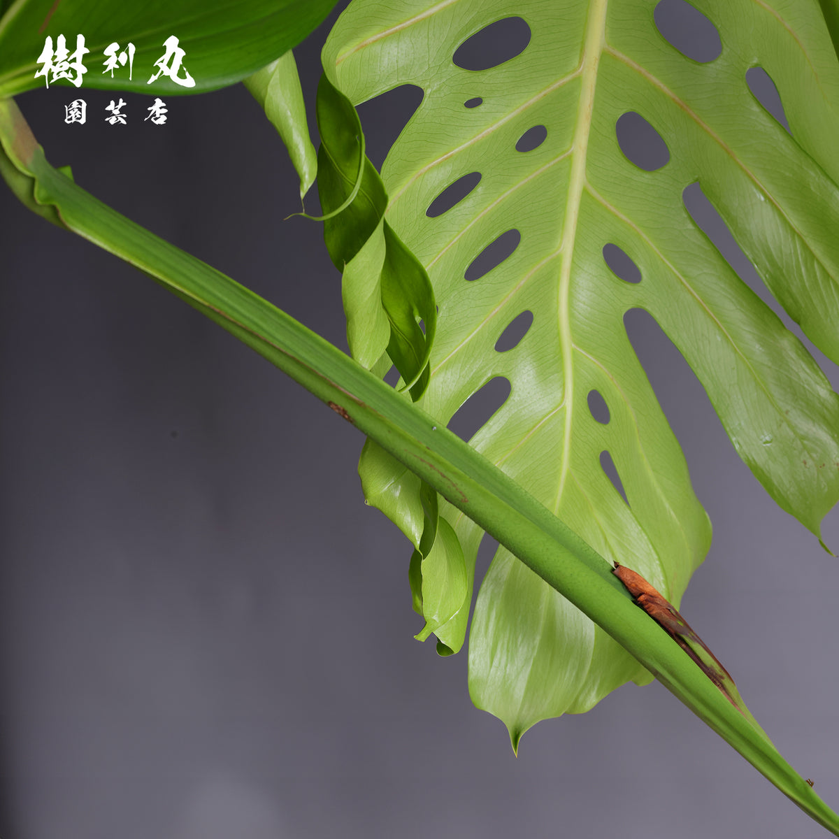うねる幹、異端の葉- モンステラ