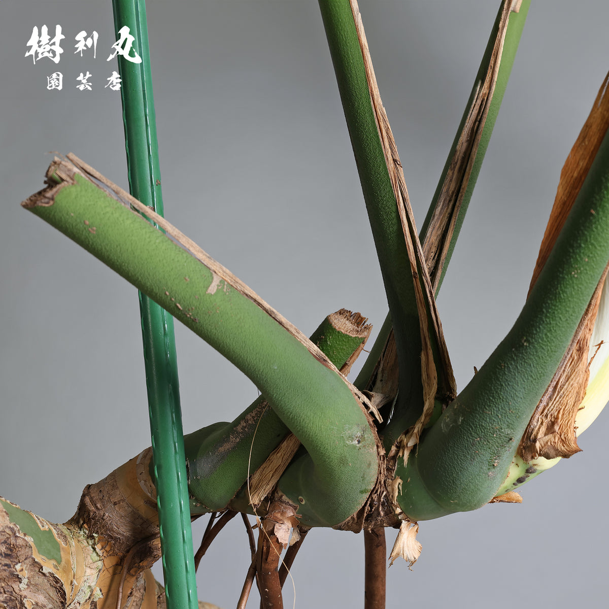 うねる幹、異端の葉- モンステラ