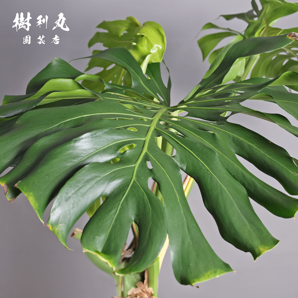 うねる幹、異端の葉- モンステラ