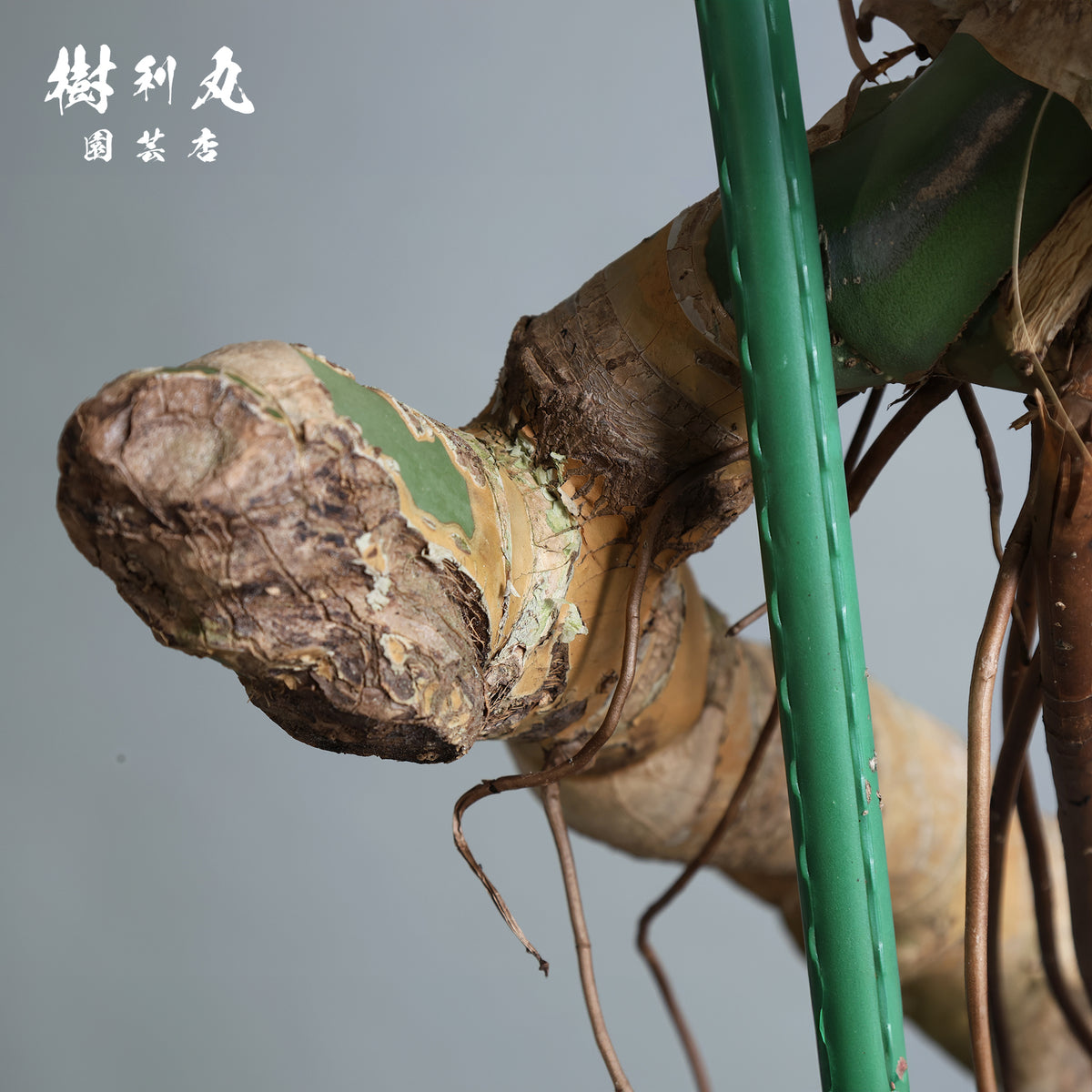 うねる幹、異端の葉- モンステラ