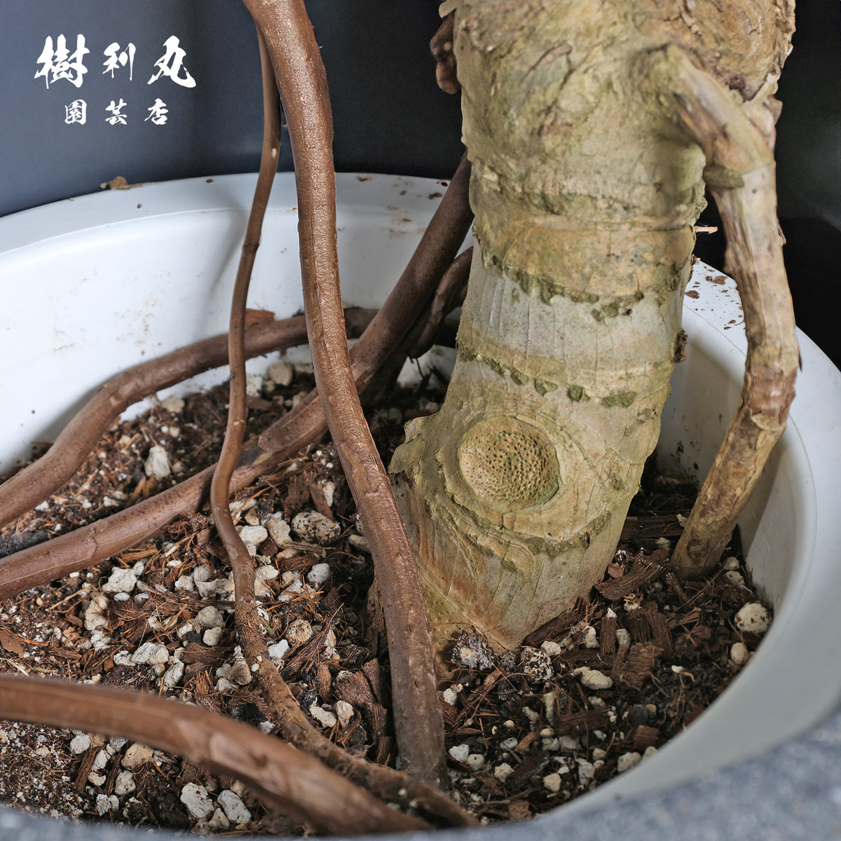 うねる幹、異端の葉- モンステラ