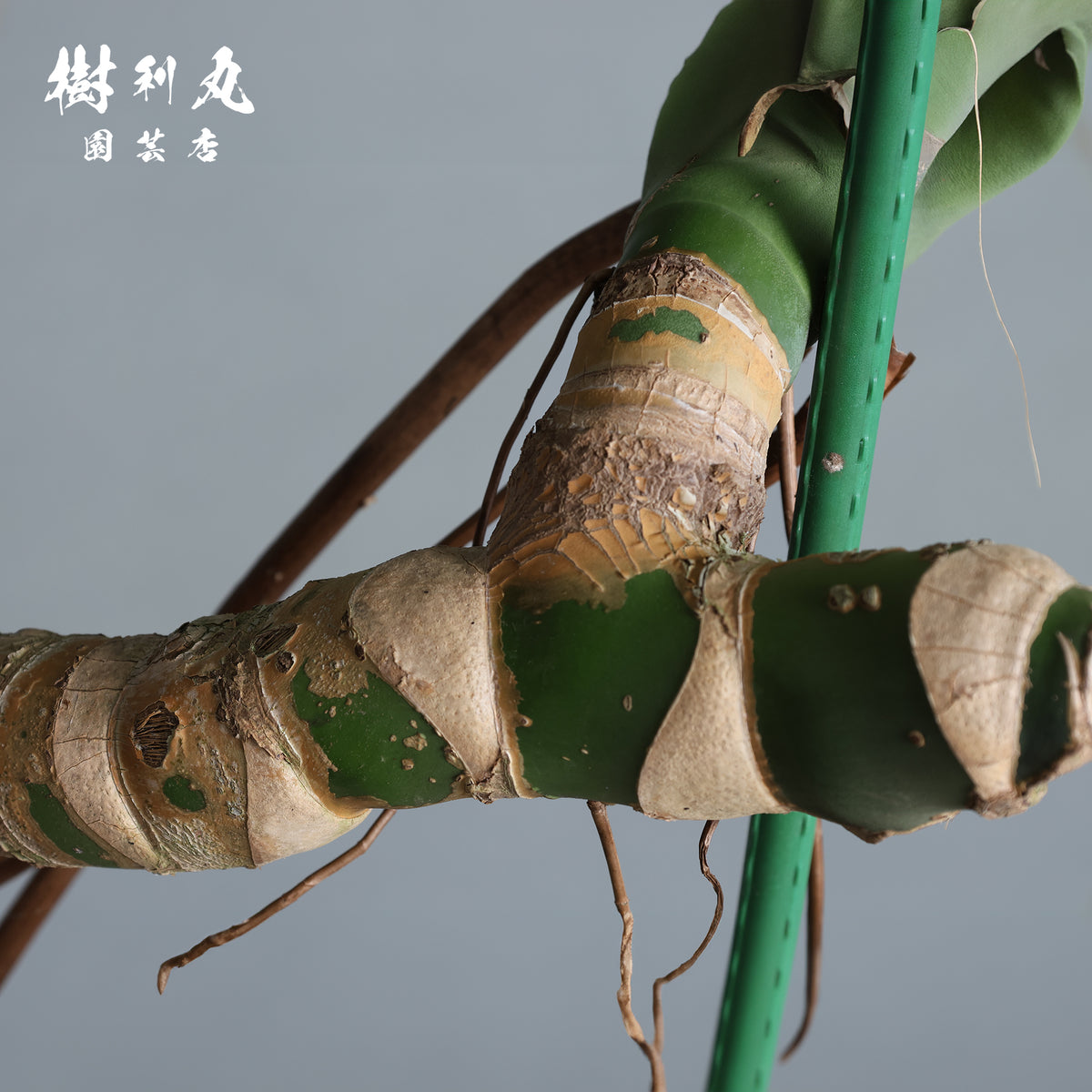うねる幹、異端の葉- モンステラ