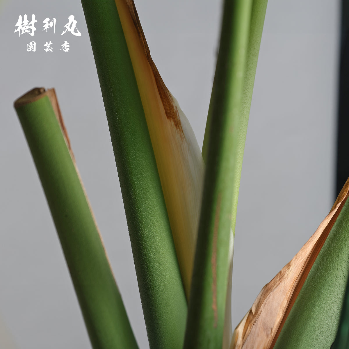 うねる幹、異端の葉- モンステラ