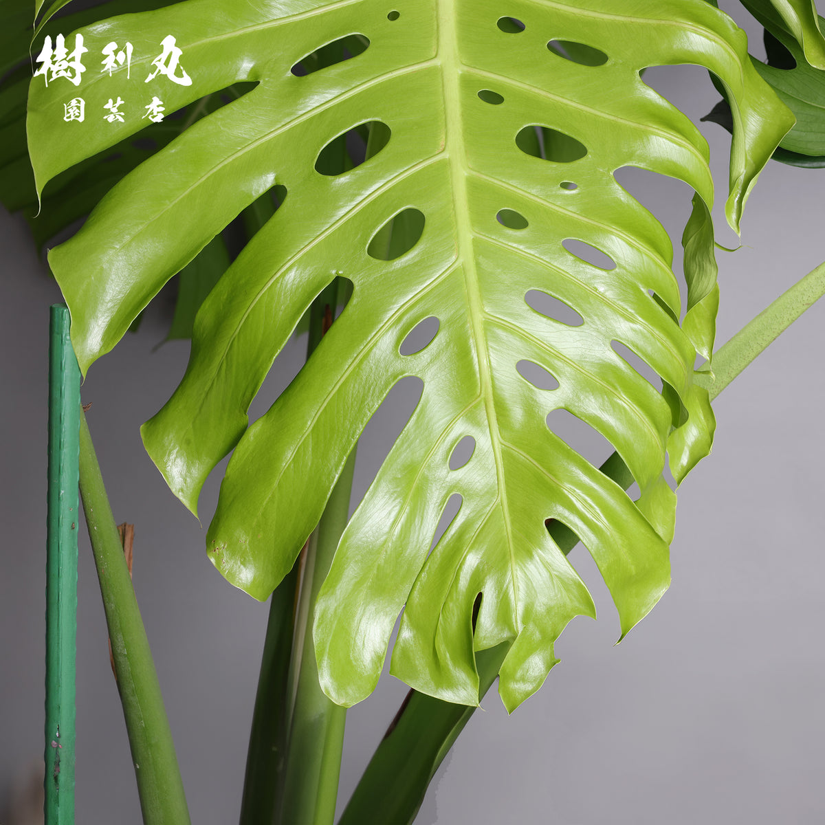 うねる幹、異端の葉- モンステラ
