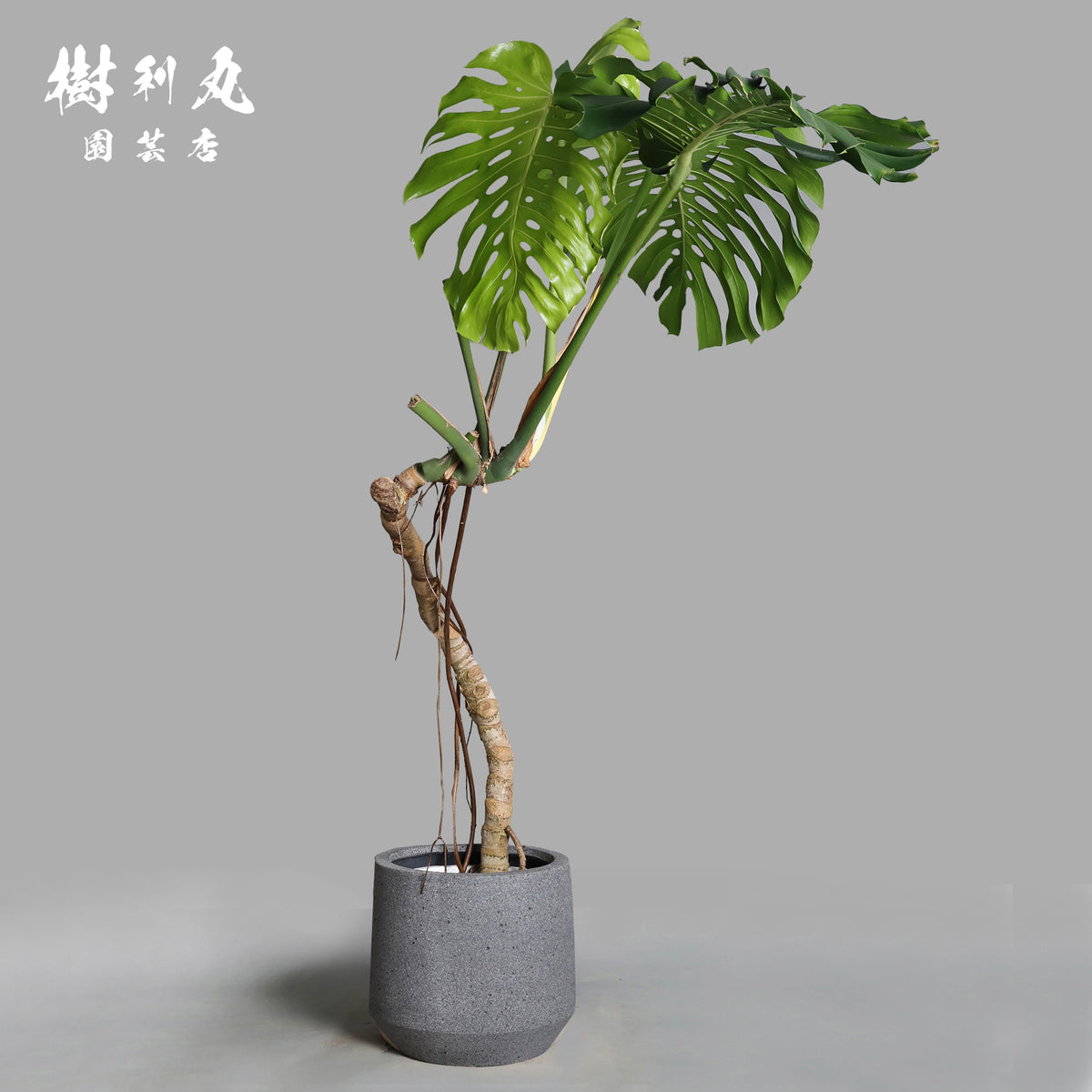 うねる幹、異端の葉- モンステラ