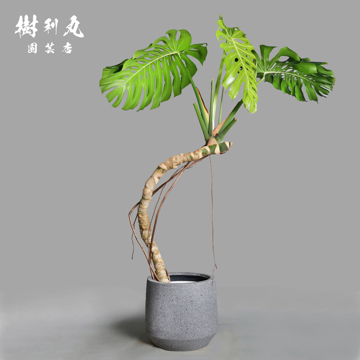 うねる幹、異端の葉- モンステラ