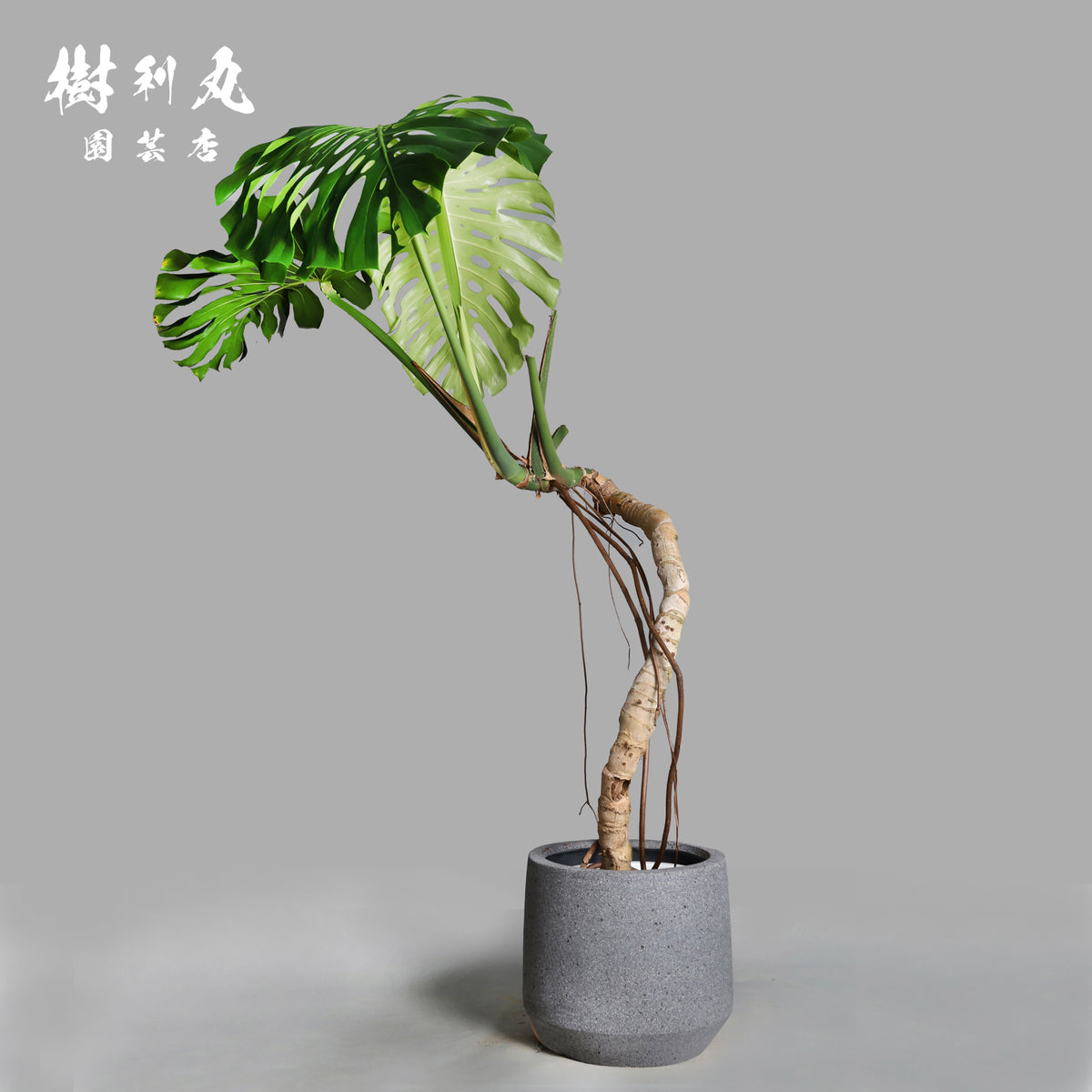 うねる幹、異端の葉- モンステラ