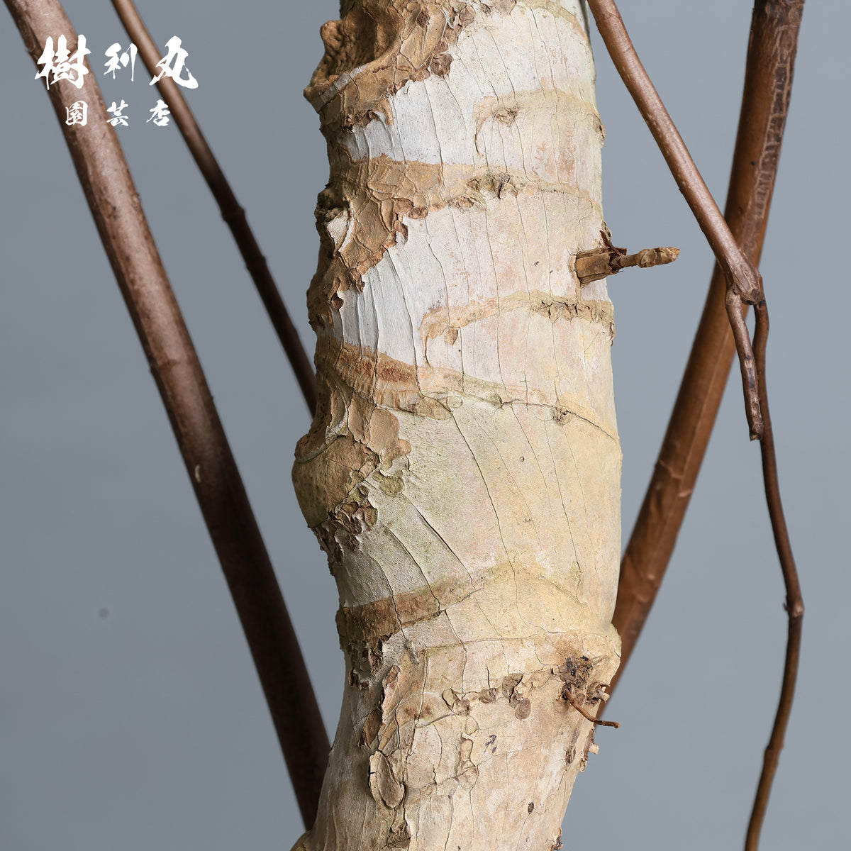 うねる幹、異端の葉- モンステラ