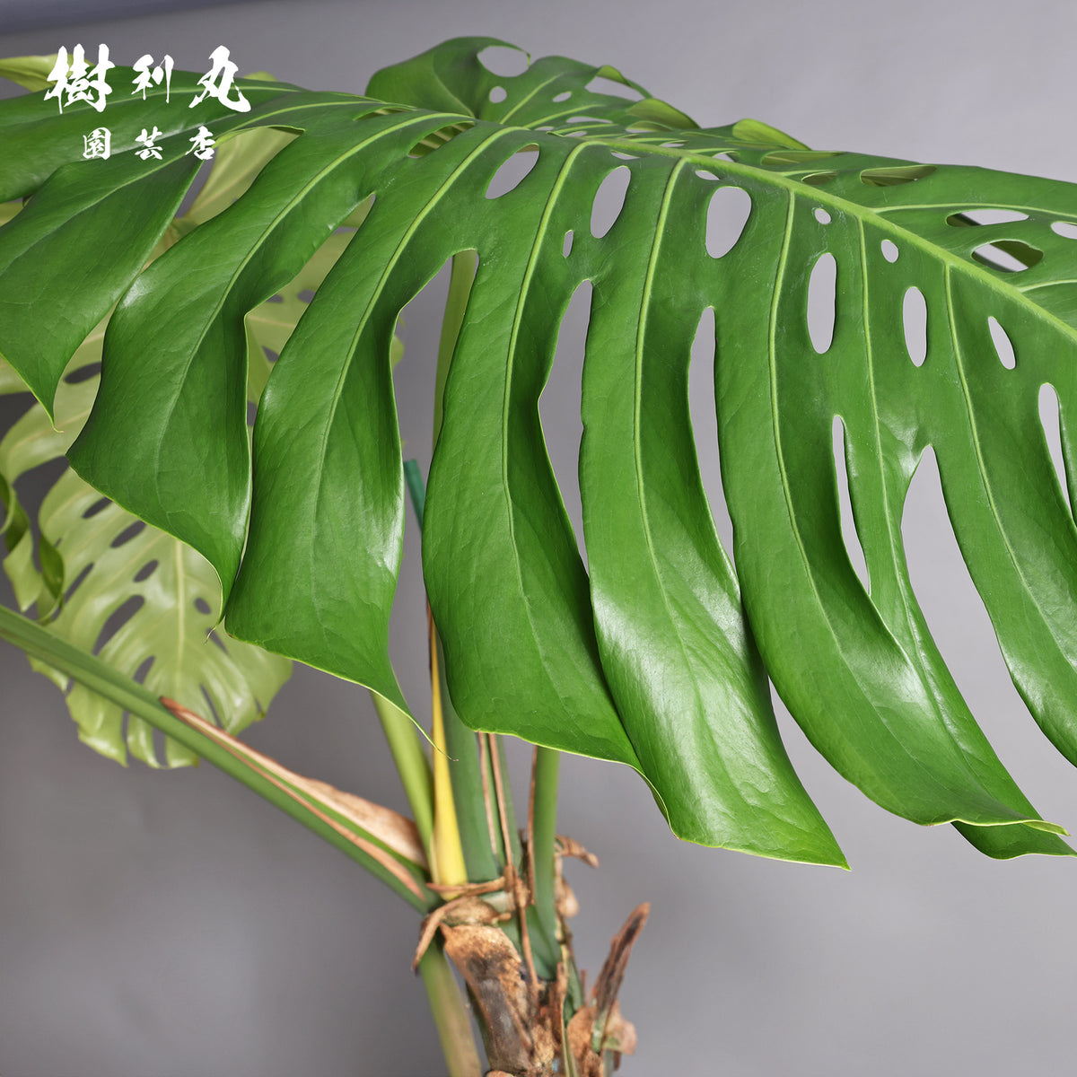うねる幹、異端の葉- モンステラ