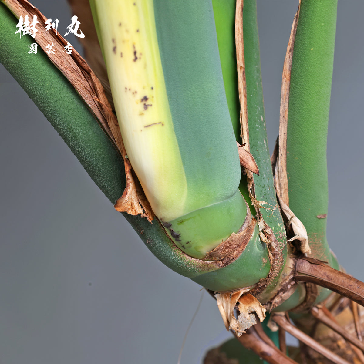 うねる幹、異端の葉- モンステラ