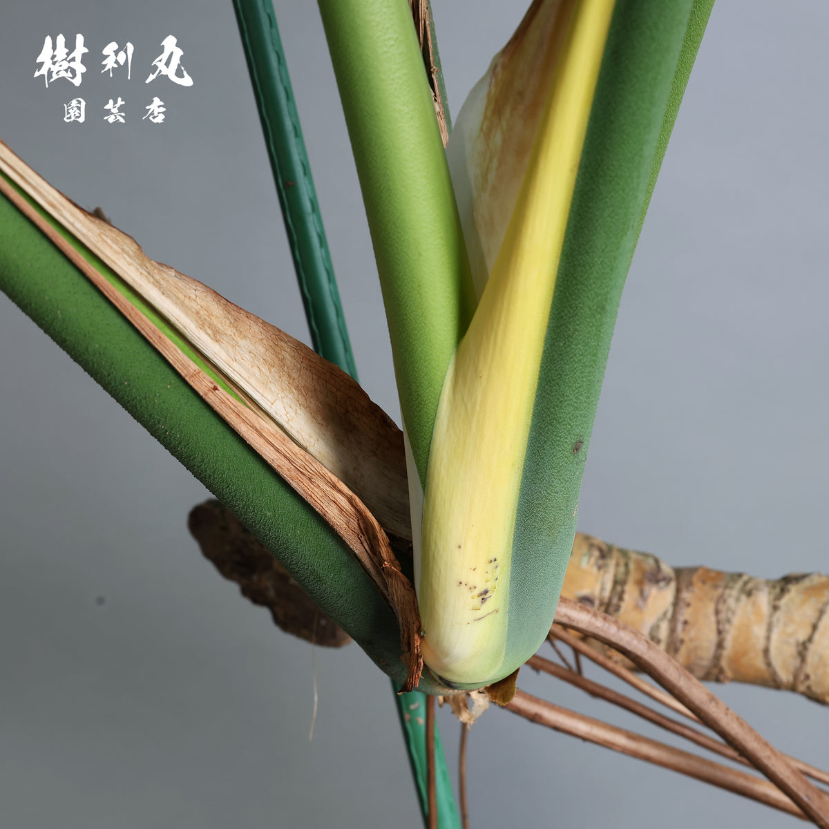 うねる幹、異端の葉- モンステラ