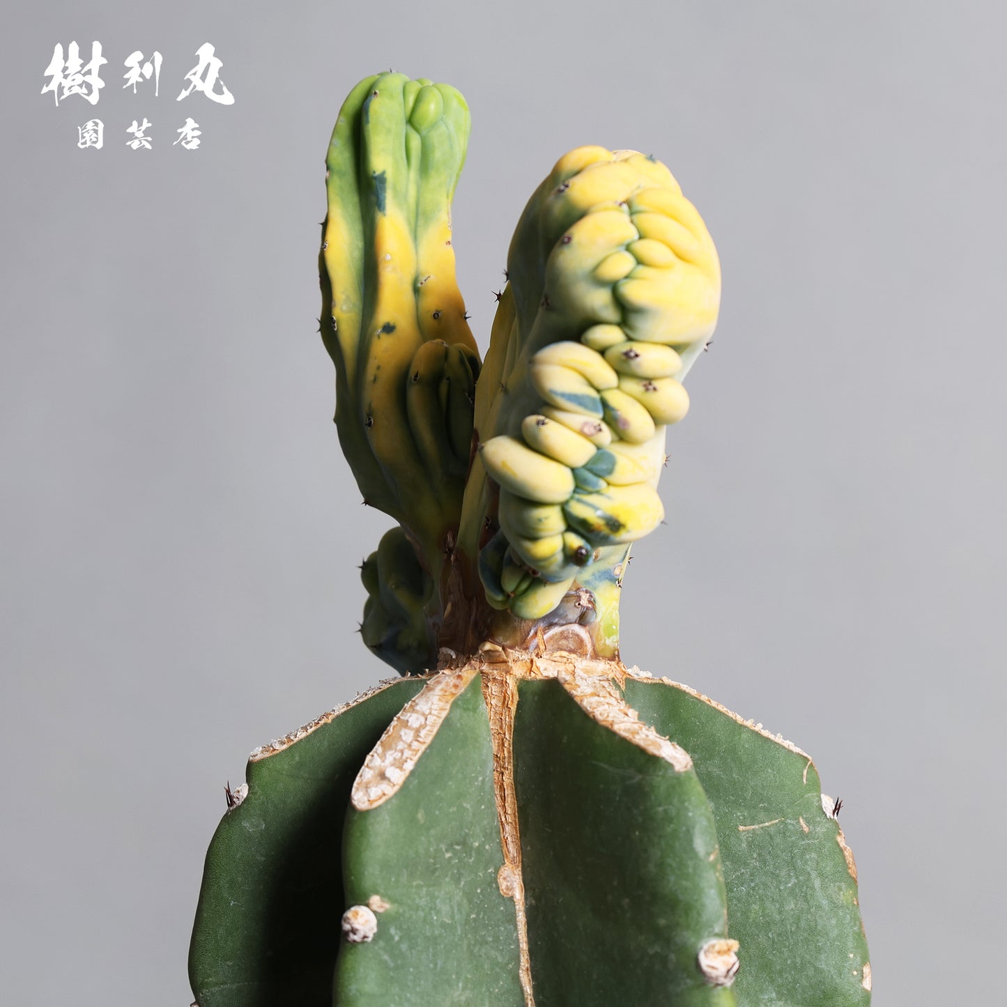 自然が生んだ、生きた彫刻 - 竜神木 錦