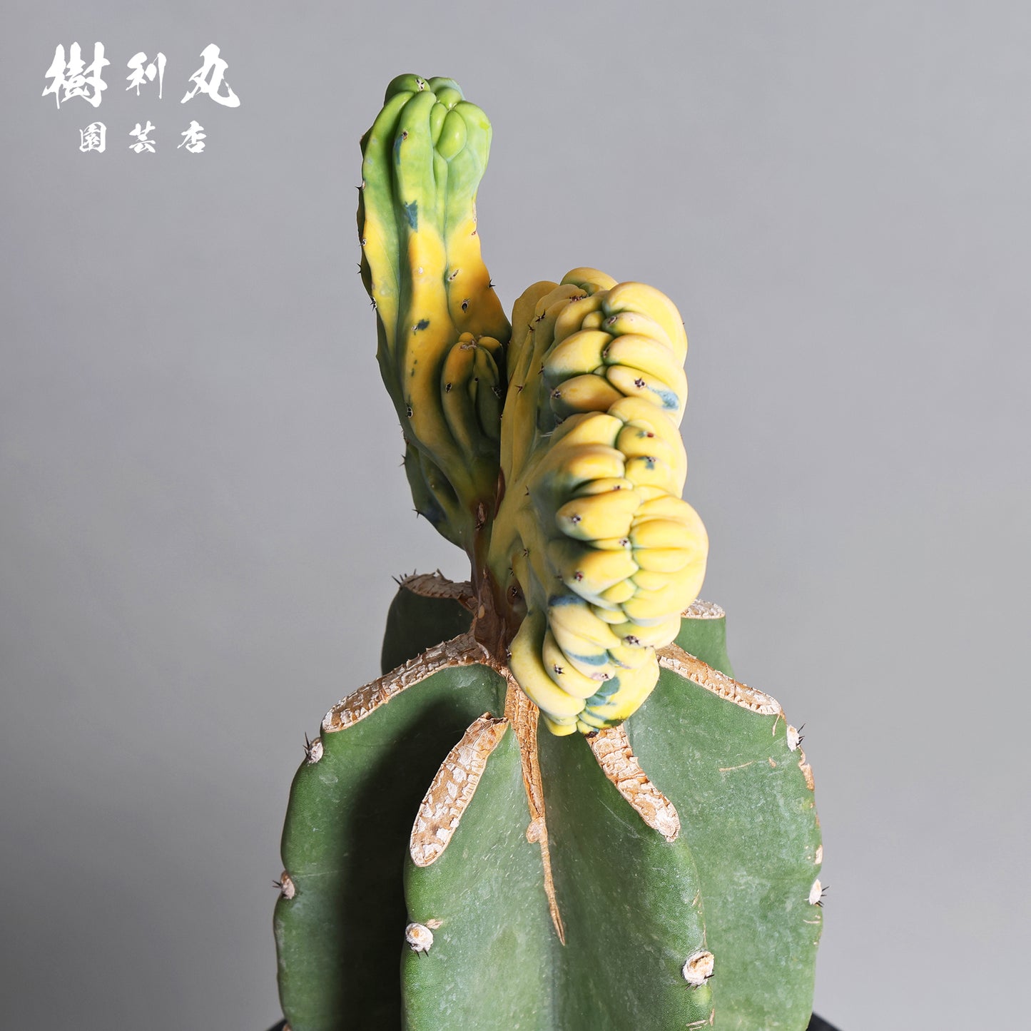 自然が生んだ、生きた彫刻 - 竜神木 錦