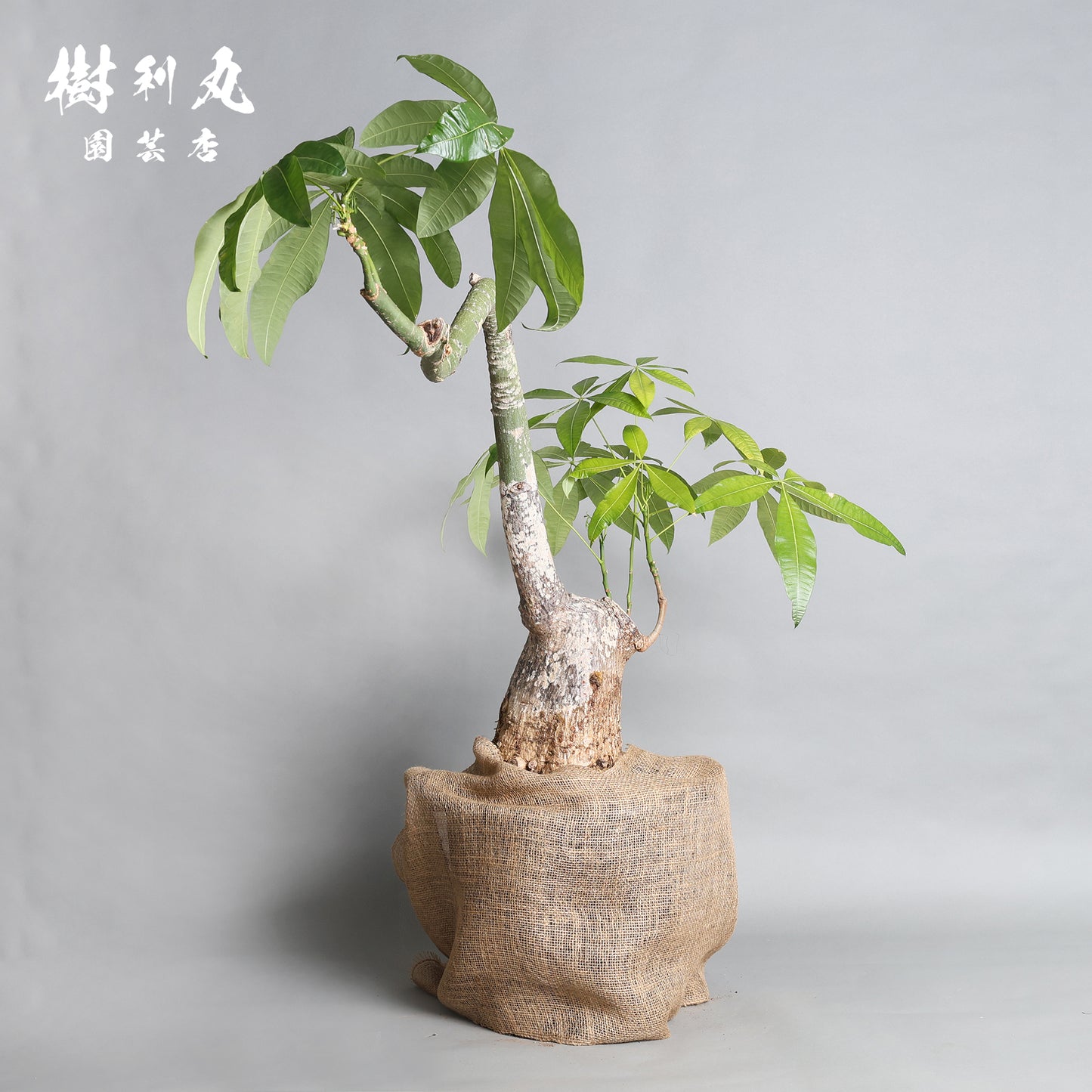 蓄えが、しなやかさを生む - パキラ