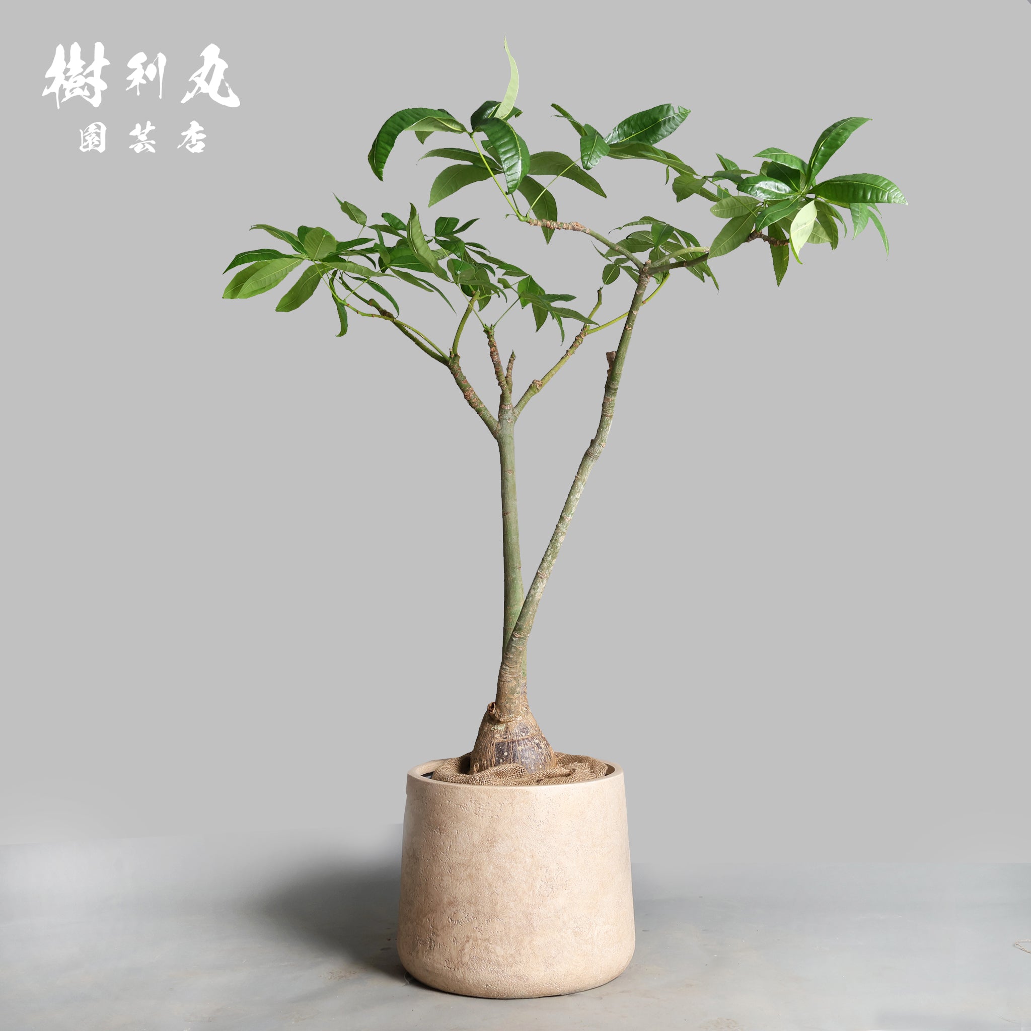パキラ｜ 樹利丸 園芸店