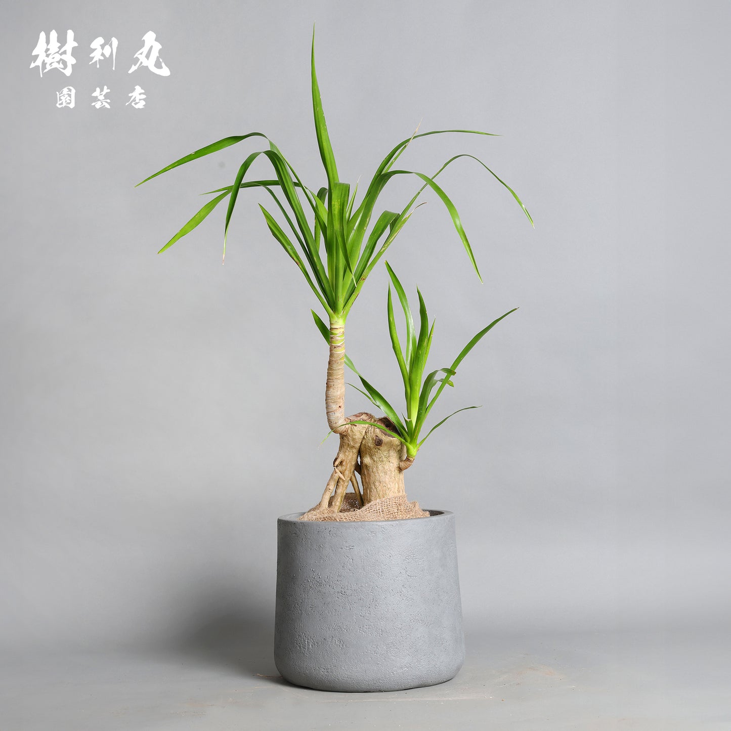 傷が、次の芽を生む- ドラセナ・パラオ