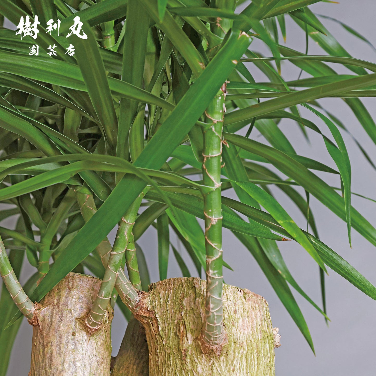 己のかたちで、立てばいい - ドラセナ