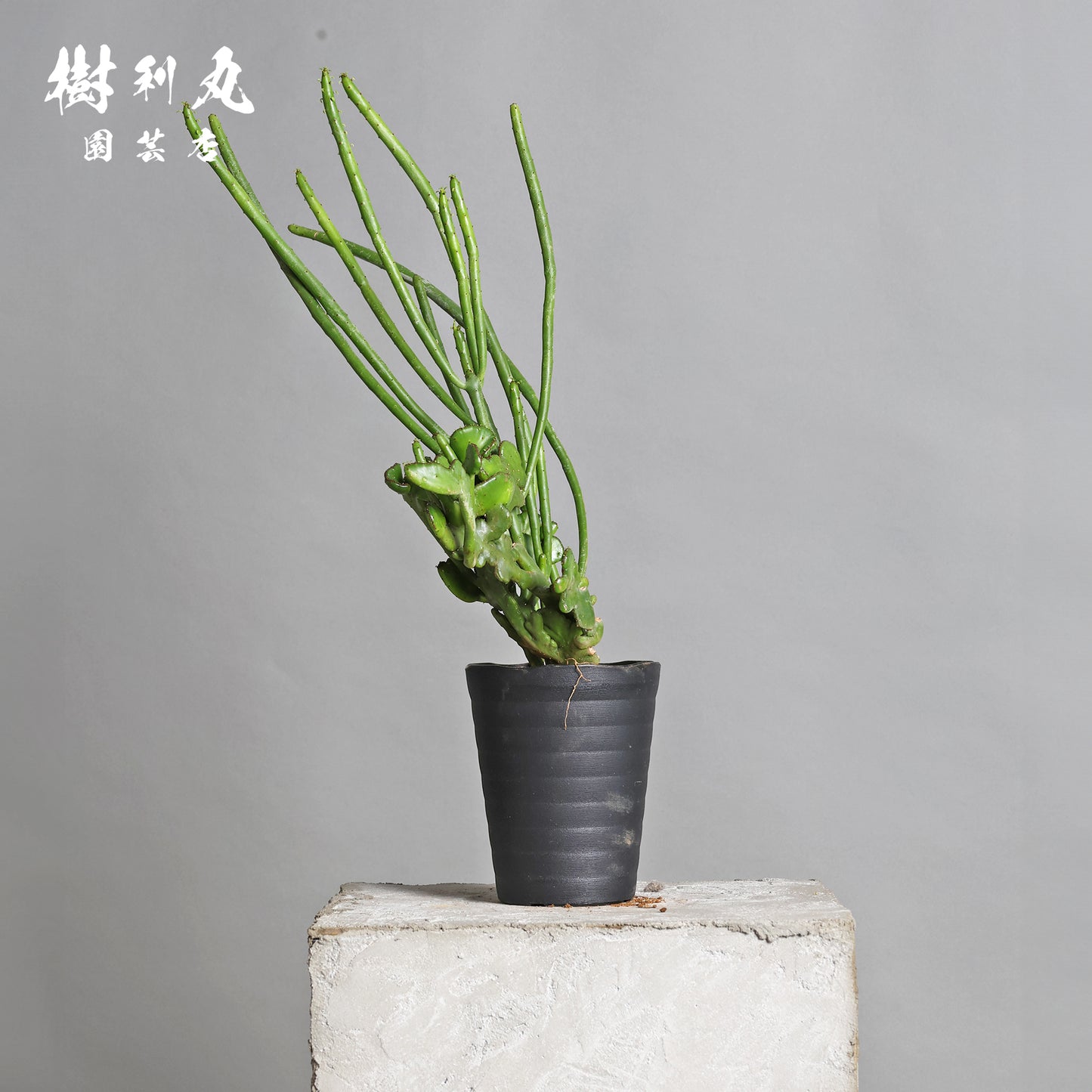 折れずに伸びる、柔軟な意志 - ユーフォルビア・オンコクラータ