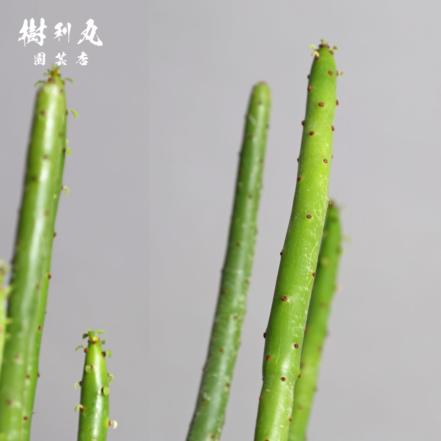 折れずに伸びる、柔軟な意志 - ユーフォルビア・オンコクラータ