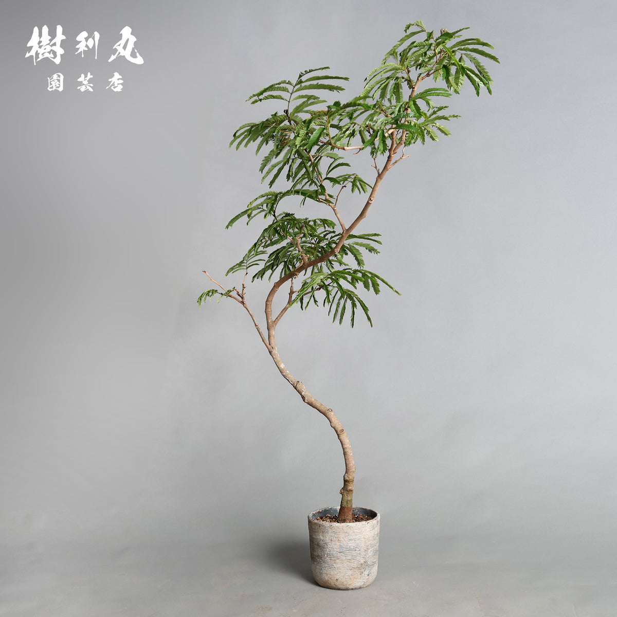 揺れても、折れぬ芯がある - エバーフレッシュ