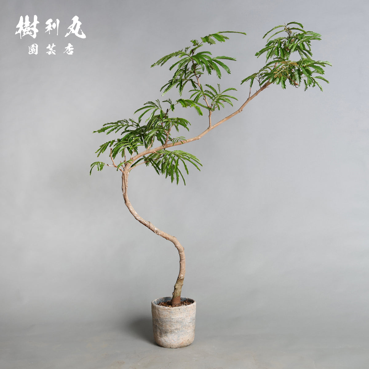揺れても、折れぬ芯がある - エバーフレッシュ