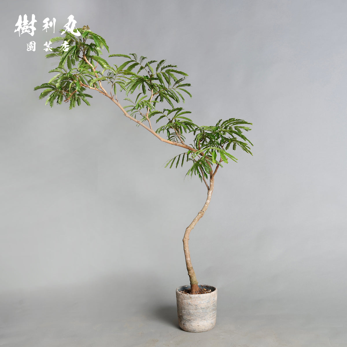 揺れても、折れぬ芯がある - エバーフレッシュ