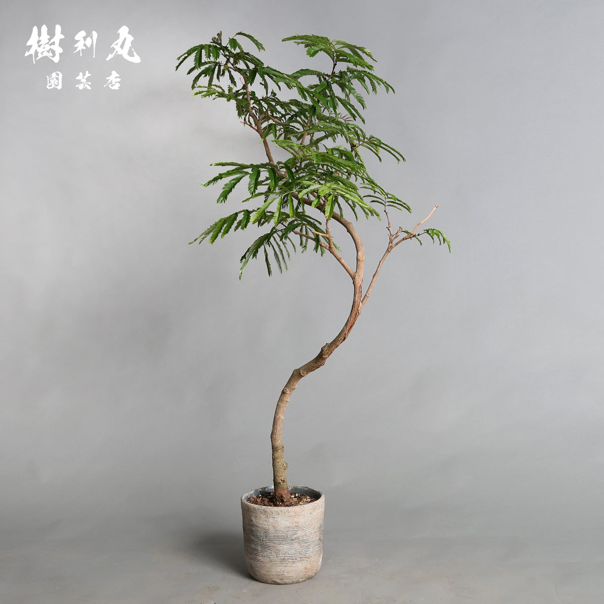 揺れても、折れぬ芯がある - エバーフレッシュ