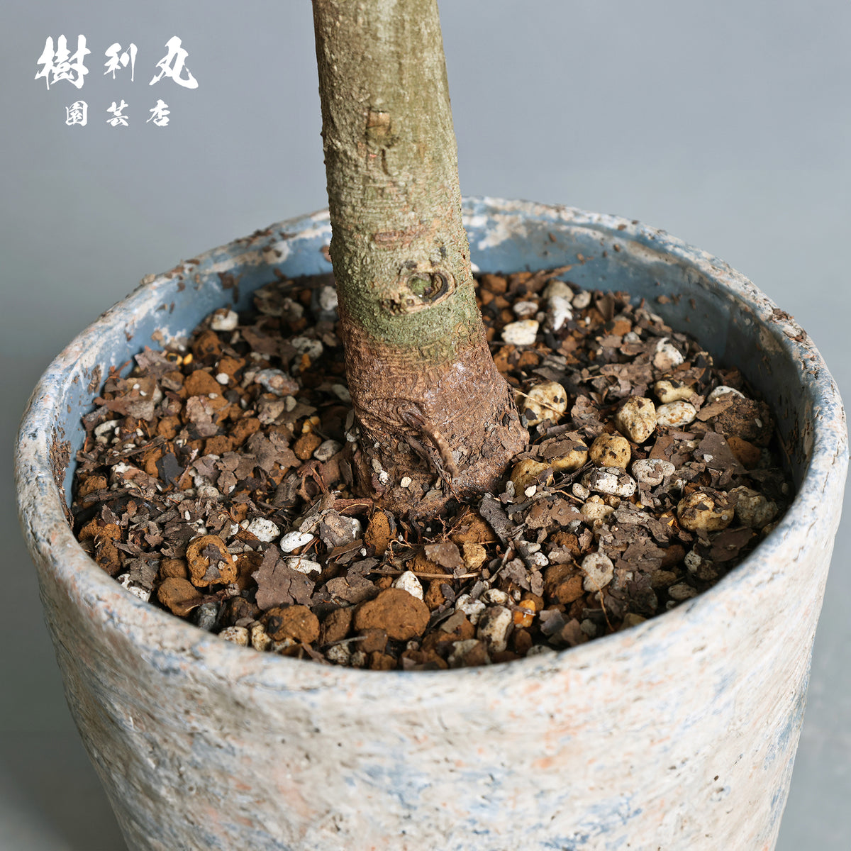 揺れても、折れぬ芯がある - エバーフレッシュ